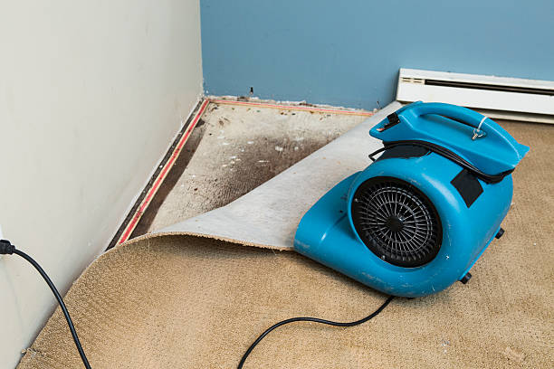 Best Water damage restoration mold remediation  in Mineral Springs, AR